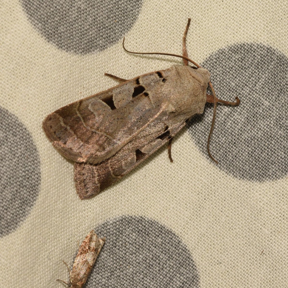 Rare Invertebrates in the Cairngorms tweet media