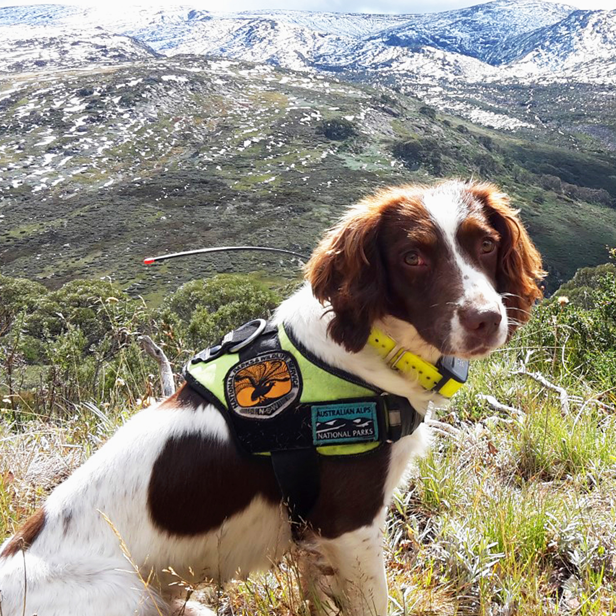 Why Dogs Are Not Allowed In National Parks