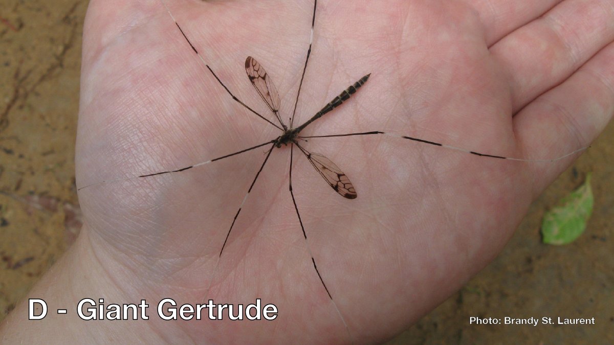 Q: What’s the best way to annoy an entomologist on #WorldMosquitoDay? 

A: Post a picture of the wrong mosquito when you’re talking about malaria.

There are 1000s of species of mosquitoes, but only those in the genus Anopheles are malaria vectors.

Can you spot the Anopheles?