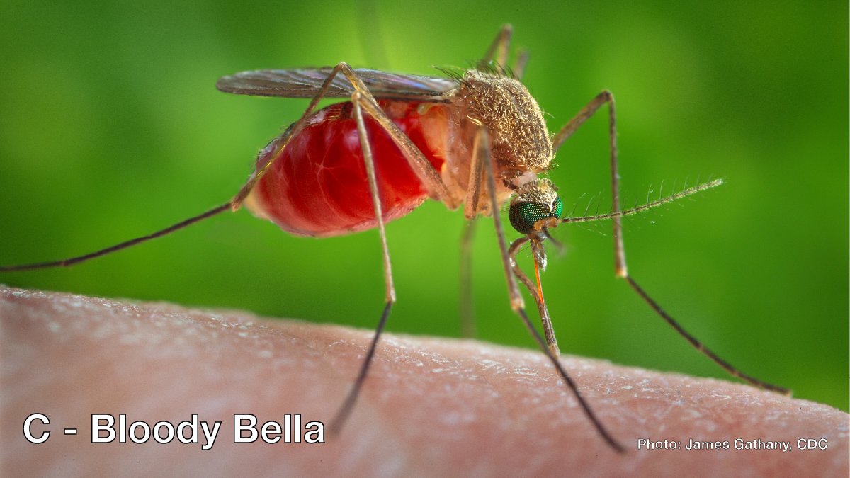 malariagenomics's tweet photo. Q: What’s the best way to annoy an entomologist on #WorldMosquitoDay? 

A: Post a picture of the wrong mosquito when you’re talking about malaria.

There are 1000s of species of mosquitoes, but only those in the genus Anopheles are malaria vectors.

Can you spot the Anopheles? https://t.co/EdEJWIG3go