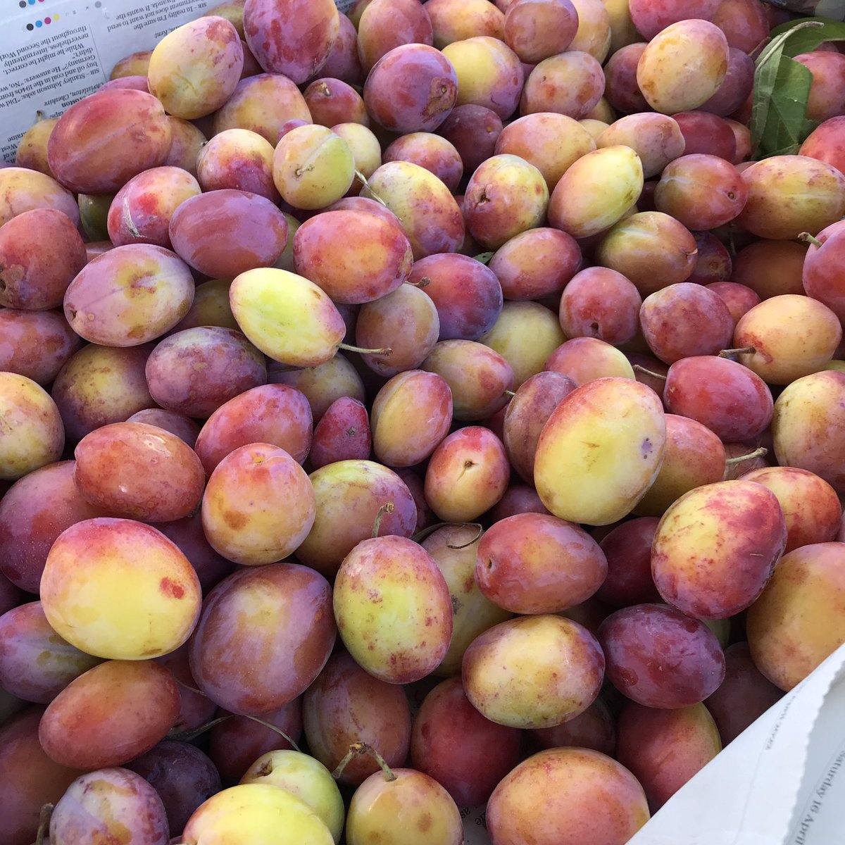 AbundanceYork's tweet image. This morning’s plum deliveries fuelled by a @refillkitchen coffee
Well worth a visit &amp;amp; if you’re lucky they’ll be plums too!