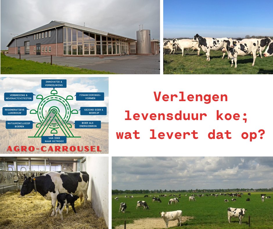 VERLENGEN LEVENSDUUR KOE; WAT LEVERT DAT OP? | Agro-Carrouselbijeenkomst  14 september bij melkveebedrijf Vetker-Grevelman in Lutten. Deelname is gratis en je bent van harte welkom. Meld je hier aan: bit.ly/3c84MdY.
#levensduurkoe #gezondekoe #gezondbedrijf  #netwerken