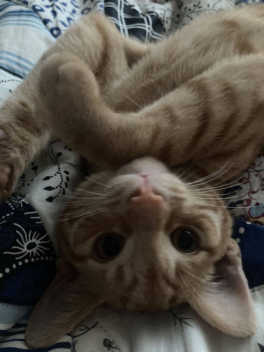 mushedroom_'s tweet photo. @mineifiwildout i present you eddie (: https://t.co/qOSOMuLmk1