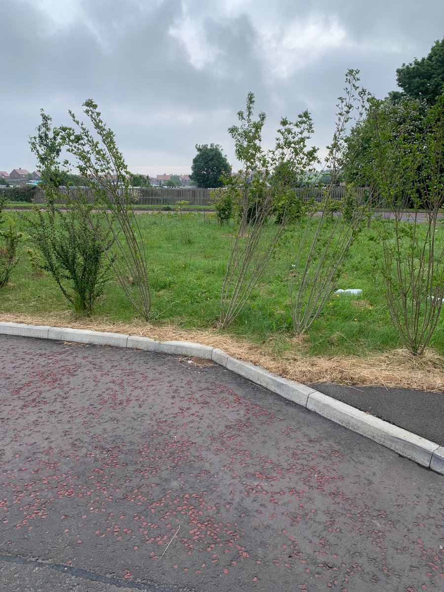 MissMadisonBout's tweet photo. @GentooHomes @gentoogroup @GentooHomes has this been passed over as still have not heard anything.  Not surprised though to be fair, #customerservice is shocking.  Area still looks a mess, but your new site over the road looks pretty tidy.  Hopefully people will see this and decide now to buy gentoo homes https://t.co/nCYzidqnYC