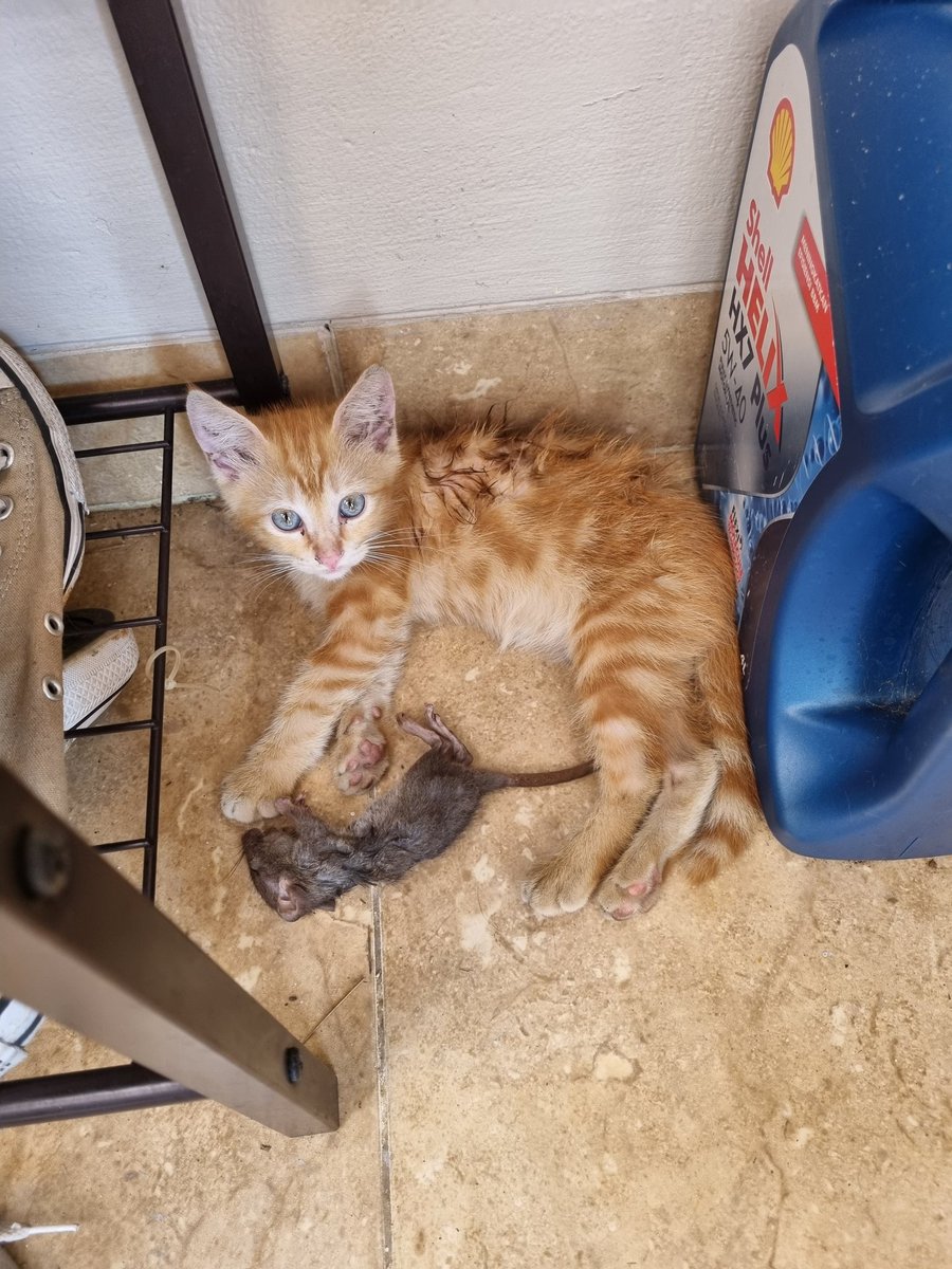 fsfirdasari's tweet photo. @twitkocheng Katanya kalau kucing bawa tikus nunjukin sayang ke kita? bener ga sih hahahaha https://t.co/B6RkfhCJhG