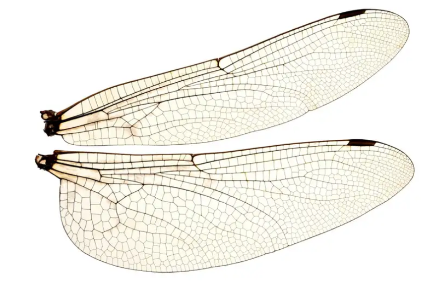 Îmbunătățirea portanței roboților cu ajutorul unei noi tehnici de zbor!

tehnostiri.ro/index.php/2022…