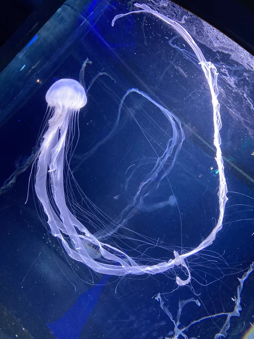 水族館デートしてくれ〜(モストロでいい) 