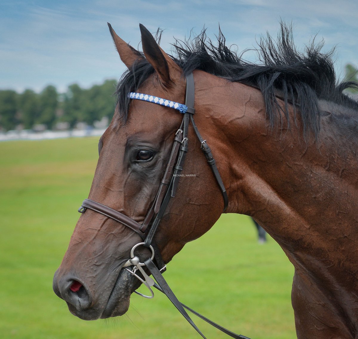mjyharris's tweet photo. Beautiful Baaeed soon after the Juddmonte. https://t.co/hfbPJhSLcP
