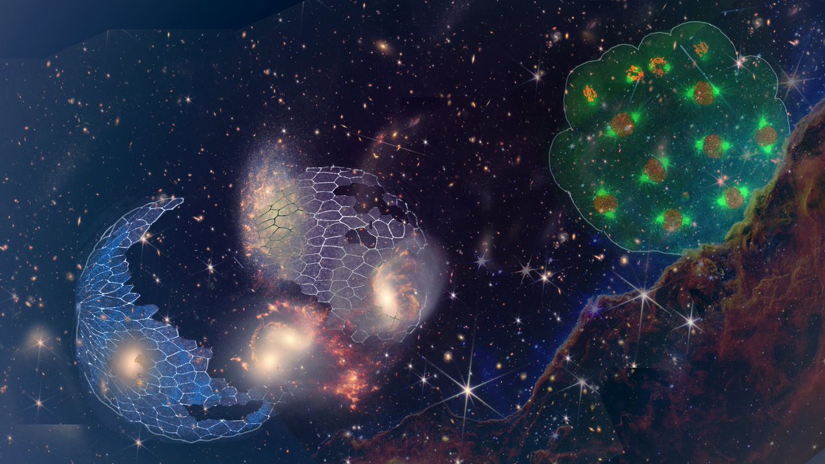 Heisenberg Lab (@heisenbergcplab) on Twitter photo We reached 3000 followers! Let's celebrate with #sciart.
Embryos hold a galaxy of information. <a href="/SuyashNaik6/">Suyash Naik</a> depicted this by overlaying the early developing zebrafish and ascidian embryos on the first images released from the <a href="/NASAWebb/">NASA Webb Telescope</a>.
(📸: <a href="/MichaelaJovic/">MichaelaJov</a>, Naoya Hino). We reached 3000 followers! Let's celebrate with #sciart.
Embryos hold a galaxy of information. <a href="/SuyashNaik6/">Suyash Naik</a> depicted this by overlaying the early developing zebrafish and ascidian embryos on the first images released from the <a href="/NASAWebb/">NASA Webb Telescope</a>.
(📸: <a href="/MichaelaJovic/">MichaelaJov</a>, Naoya Hino).