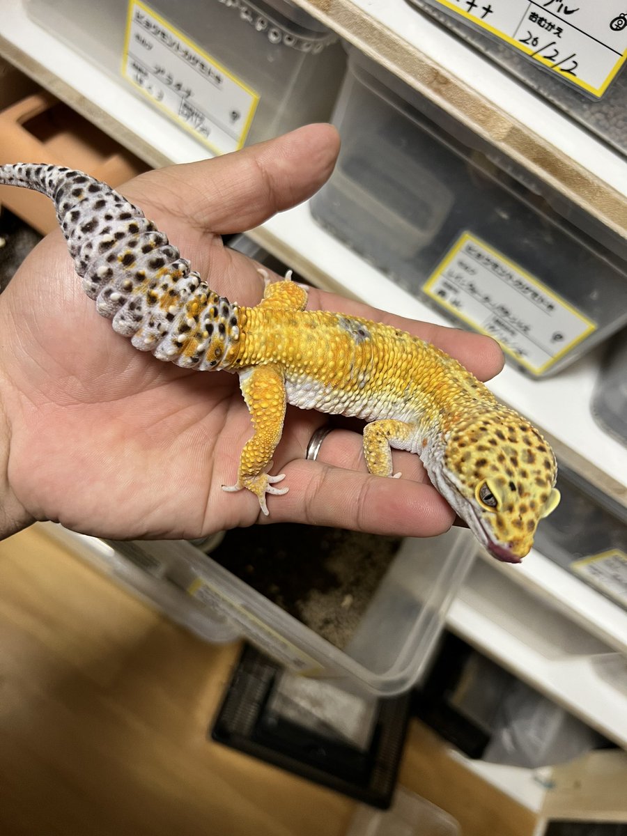onakasuita0418's tweet photo. ぶりぶりのイケメン❤

#タンジェリン
#purplehead
#レオパ
#ペポニ
#爬虫類好きと繋がりたい https://t.co/J9bjga7b7h