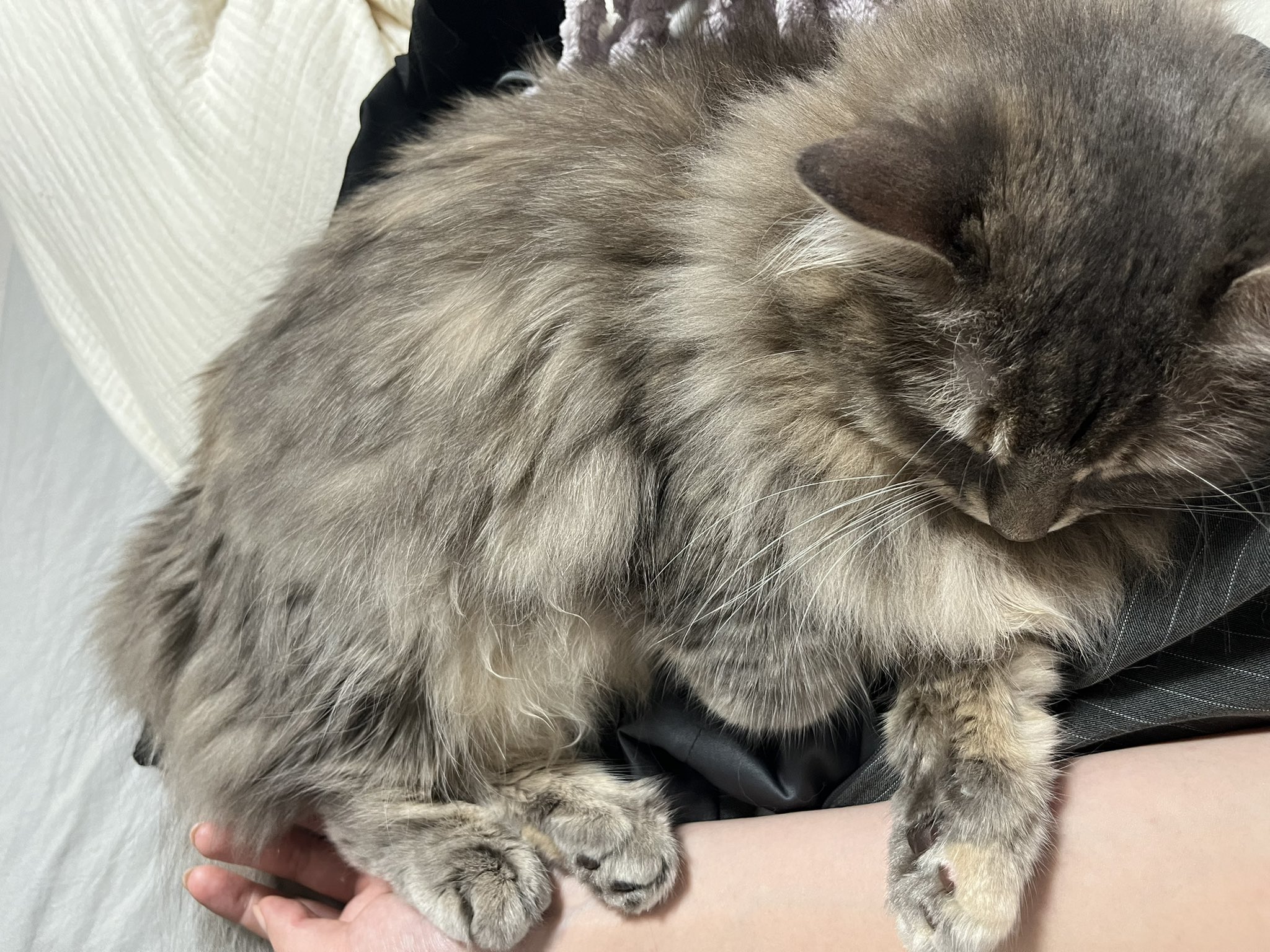 なぁにゃん Naanyan 084 Twitter