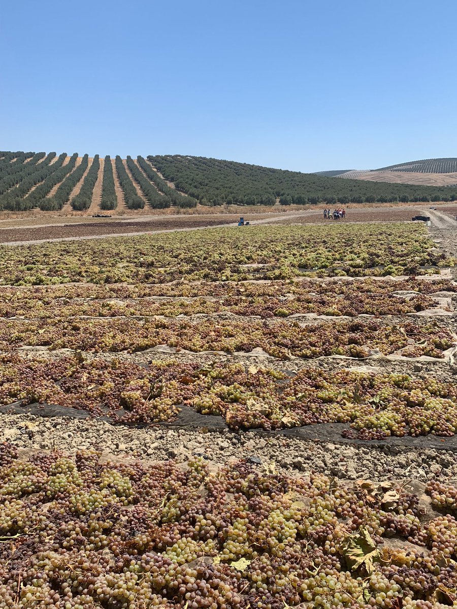 vinosdomm's tweet photo. Tiempo de #pasera! Fotos en tiempo real de cómo se encuentran nuestros campos. Grandes extensiones de #uvasPedroXiménez, secándose al sol de agosto ¿Su fin? alcanzar el grado óptimo 👌 de madurez para elaborar nuestros preciados vinos de Montilla Moriles. https://t.co/yVvb4fNB7f