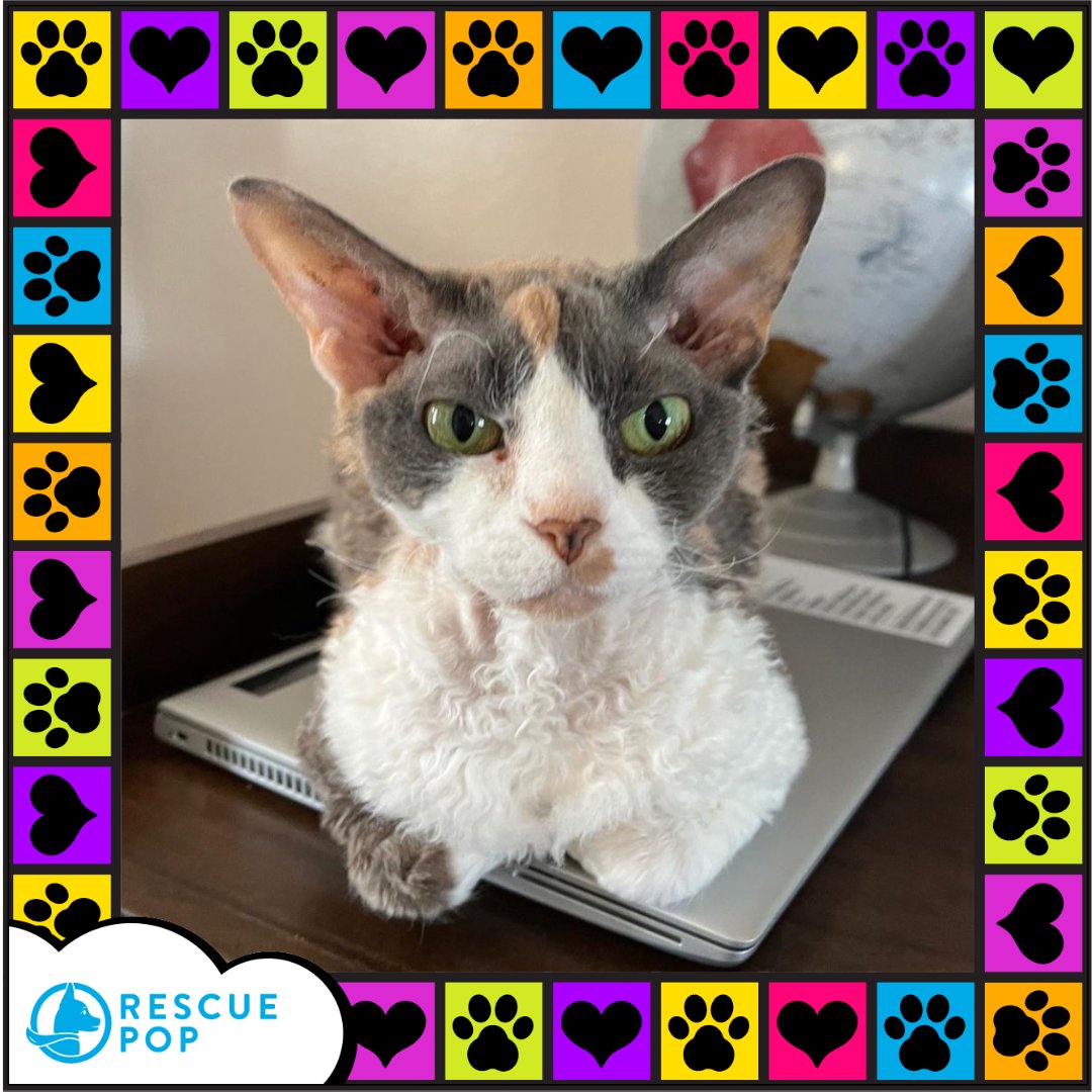 RescuePopPets's tweet photo. Happy Purrrrriday! 🐱 It's been another long week, so let's celepurrate the weekend with a #RescuePopFuriend!

🌙 Meet Luna! She's a #RescueDevonRex who may have a grumpy face, but loves the sunshine!

#RescuePop #AdoptDontShop #UltimuttGuide #PetAdoptionGuide #iloverescuecats https://t.co/vke3vOCigu