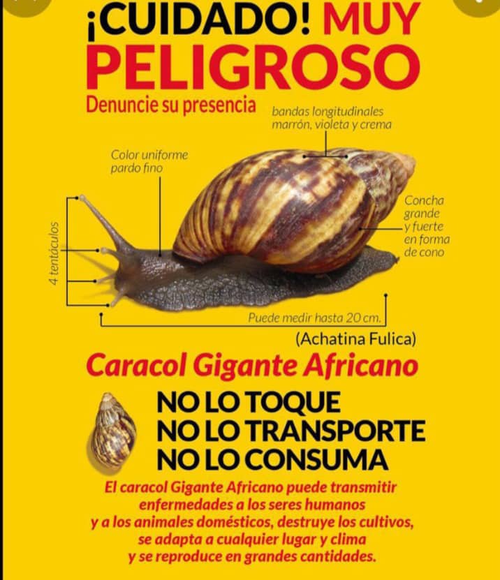 El caracol africano es muy peligro, no es local e invade los jardines...destruye cultivos, trasmite enfermedades y se reproduce descontroladamente...esto no es una campaña más, se esta reportando desde diferentes lugares de Caracas...en el JB de Ccs años atrás lograron acabarlo.