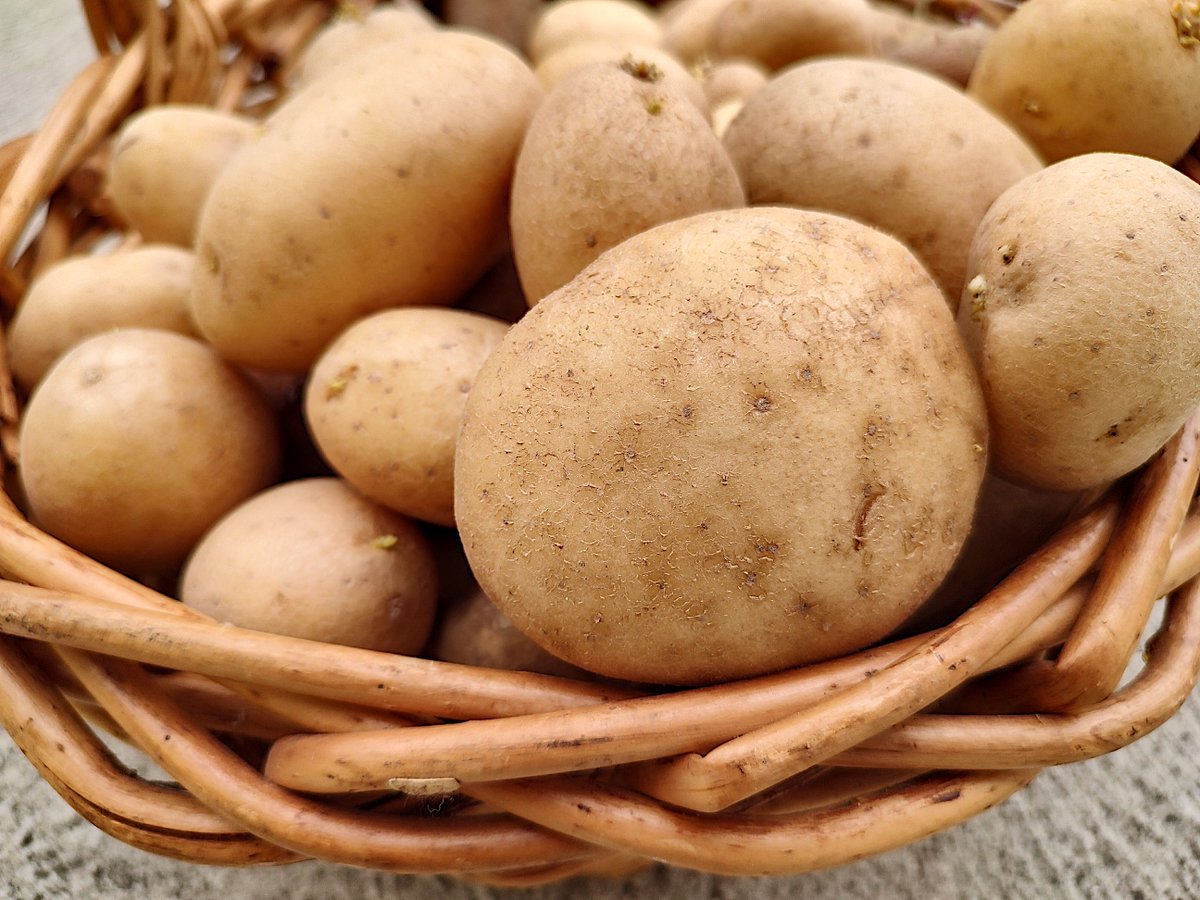 #AVCcalendar Happy #NationalPotatoDay!