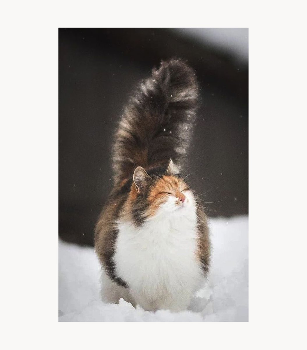 gentleeeeeeecat's tweet photo. https://t.co/96aHS5xn8g