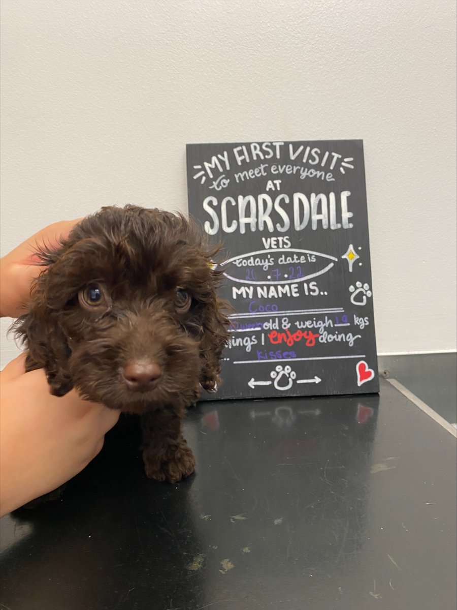 This is Coco, she came into our Stapenhill branch for her first visit! 

She's super cute and loved to give lots kisses to the vet Dan and student veterinary nurse, Robyn. She was given her 2nd vaccinations and given the all clear!

#ScarsdaleVets #dogs #puppy #vet