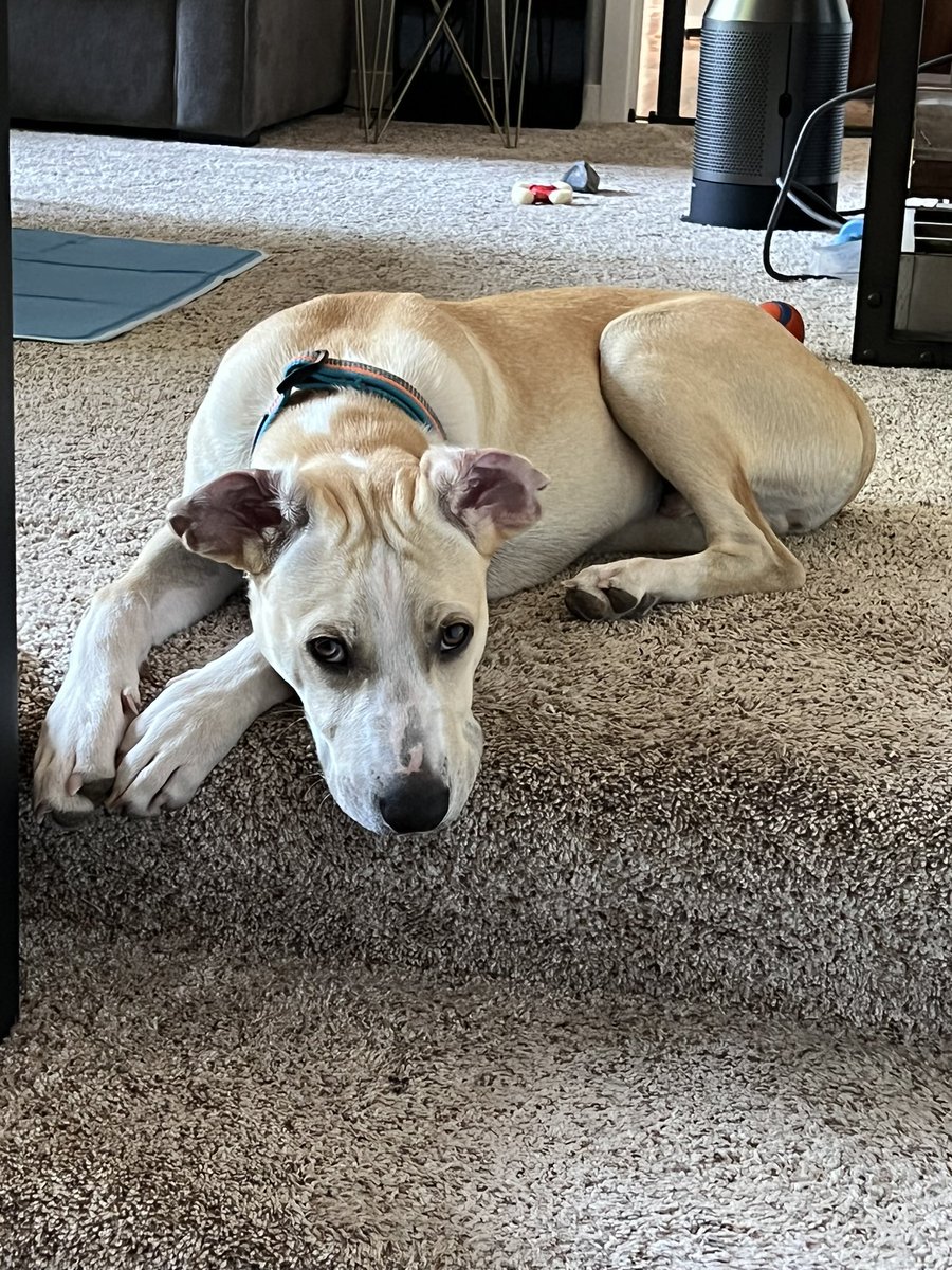 BurbankRob's tweet photo. Here’s the SPOD for Friday, 8/19. Enjoy! #dogsoftwitter https://t.co/iTNjF5VeBr