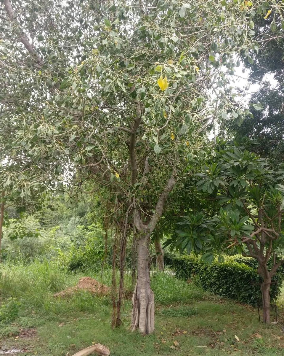 tikulli's tweet photo. Ficus Krishnae, maakhan katori or Krishna's buttercup. A beautiful tree full of folklores & legends about Child God Krishna stealing butter & folding a fig leaf to hide it when caught. Hence the name love it #happyjanmashtami #Janmashtami #KrishnaJanmashtami
#ficusfriday https://t.co/UoywKQ3PVg