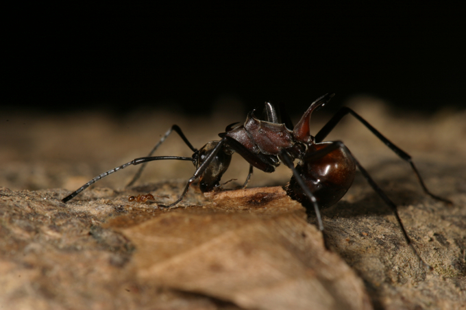 tomfayle's tweet image. Very excited to see this published! Species turnover in ant assemblages is greater horizontally than vertically in the world's tallest tropical forest onlinelibrary.wiley.com/doi/full/10.10…. Thanks for all your hard work @ShannonXing and co-authors Roman Dial and @MillieSCHood.