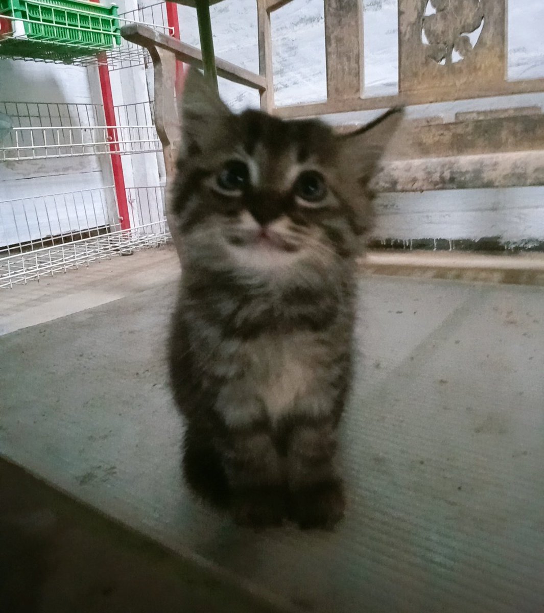 KochengFess v2 tweet media