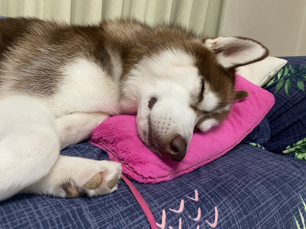 irohasubanzai's tweet photo. ねんね琥珀😴 https://t.co/IFBKCbugjd