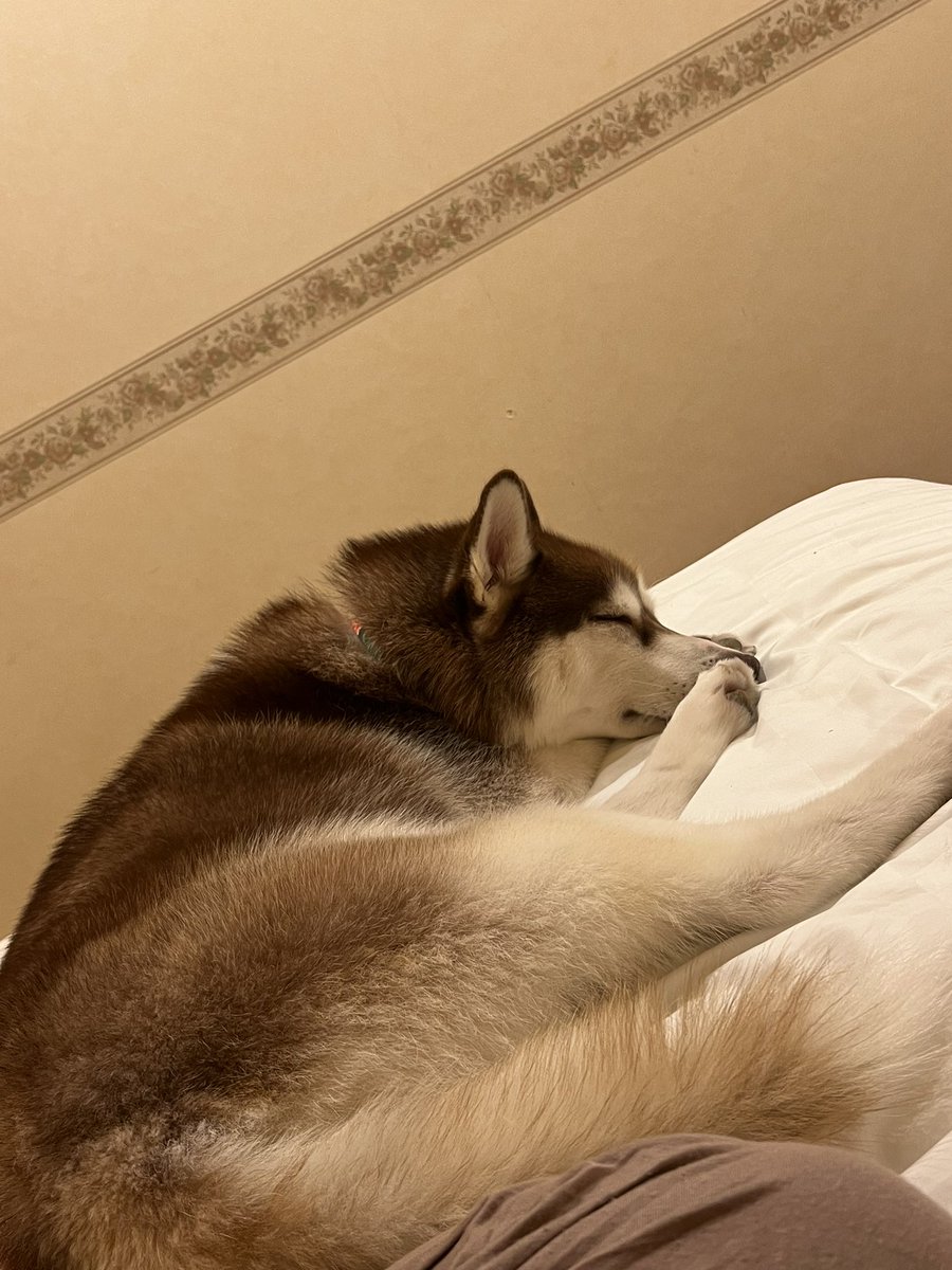 irohasubanzai's tweet photo. ねんね琥珀😴 https://t.co/IFBKCbugjd