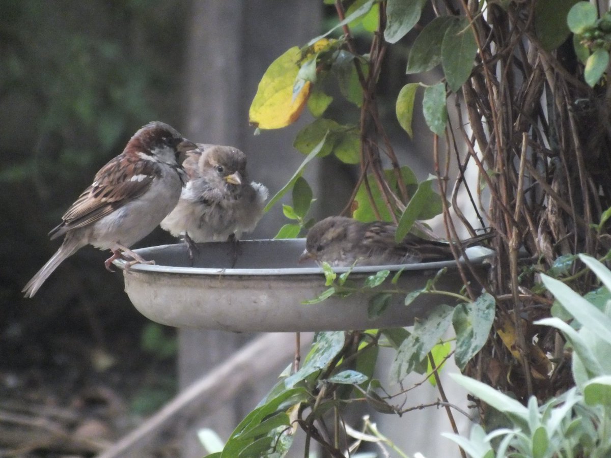 Nesquik1962's tweet image. #Housesparrows forum "Look we need some extra help, this is empty now. Call the big stupid creature from the dwelling to scare away the pigeons and freshen the water" #HumanRequired 🙄