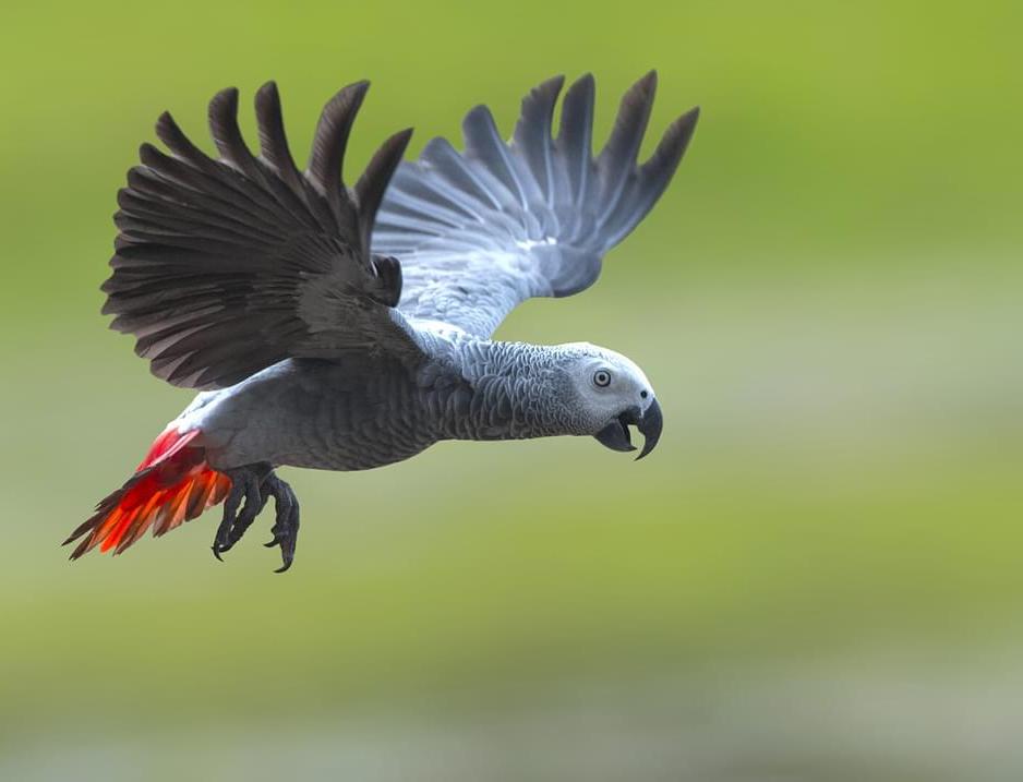 ro_martin's tweet photo. Compelling plenary by @ShokelluT at #IOCongress2022 full of ideas and optimism for the future of bird conservation in Africa. And great of course to see Africa's parrots and the issue of bird trade receiving attention.
#Ornithology #ParrotScience #Wildlifetrade https://t.co/BlmagbEq48