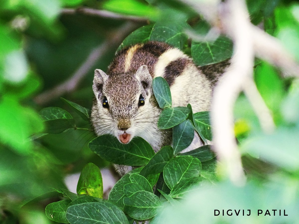 Digvijpatil7348's tweet photo. @LoksattaLive I was taking a picture, then the pose given by that Squirrel (खारुताई) as soon as the sound of the camera came📸 https://t.co/HG2DDUgIsW