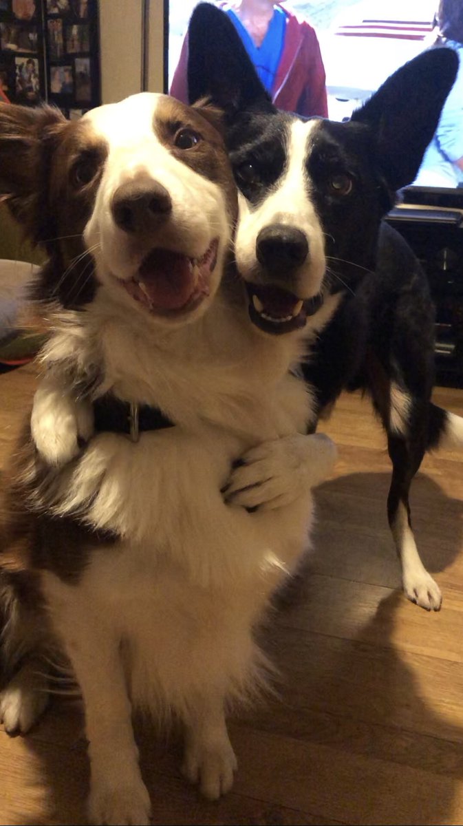 Elainecarty43's tweet photo. Hugs for Biscuit ❤️
#Bordercollies #bordercolliesoftwitter #doghugs #dogsoftwitter #dogfriends #bestfriends https://t.co/cvltZz6OZs