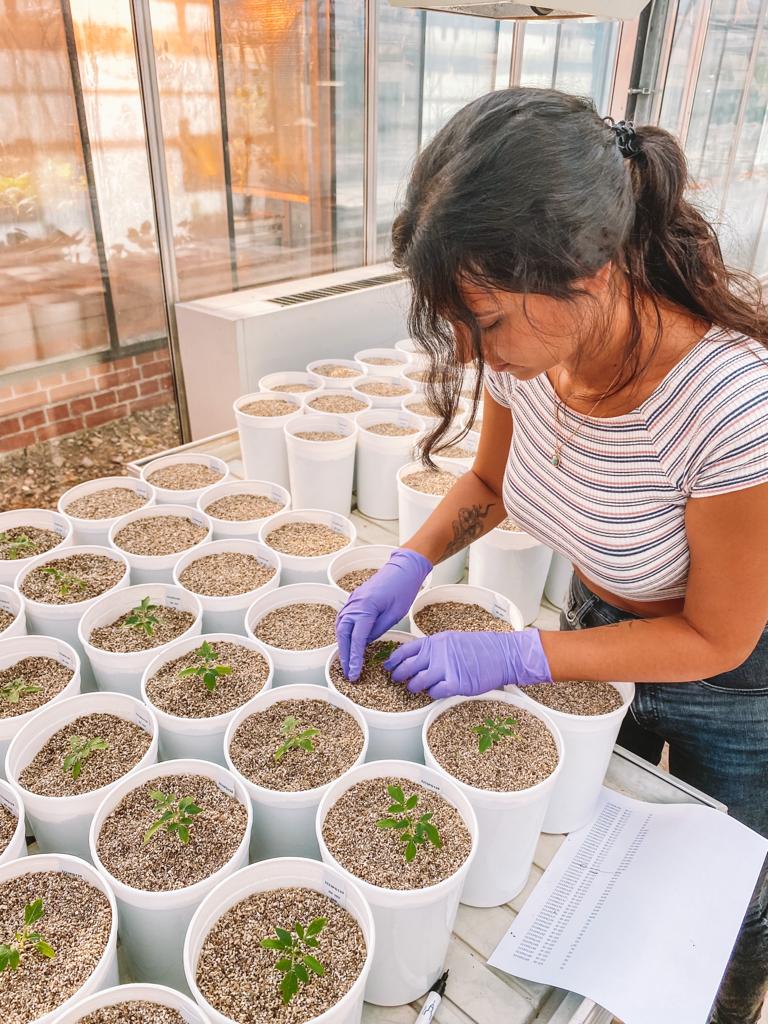 Stargate_CBQF's tweet photo. Ana Patricia Fernandes continues her work on @LeibnizIPK!!
Experiment starting today on this medium sized phenotyping platform from LemnaTec at Leibniz Institute, Gatersleben 🌱 520 plants / 13 genotypes
@EU_H2020 @CBQF_Catolica 
#Lemnatec #phenotyping #hightroughput #tomato https://t.co/1FAi3U1koX