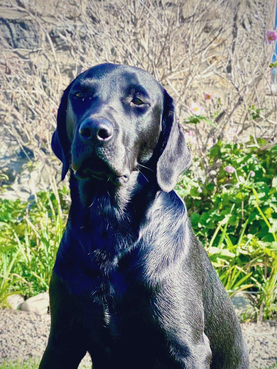 KimTedcastle's tweet photo. Couldn’t be more delighted with how this young dog is turning out.
7months old
Meiklekims Viceroy
Devonvale Seth of Leadburn x
Gentle Dulcie Von Meiklekims
#Labrador #WorkingDog #GunDog #WorkingLabrador #labs #FullyHealthTested #FieldSports
@fieldsportstv @GunDogMag https://t.co/3rsKLBYwWr