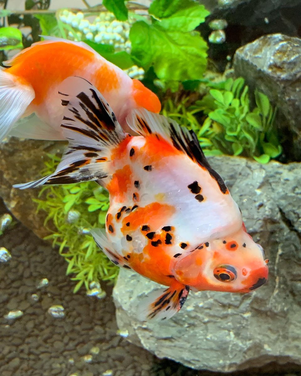 rika_miy's tweet photo. 静寂 😊
#goldfish #金魚 # silence #静寂 #江戸錦 #edonishiki #頂天眼 #choutengan #丹頂 #tanchou #桜琉金 #sakufaryukin #琉金 #tyukin #朱紋金 #shumonkin #和金 #wakin #納涼 https://t.co/rSqWBmu5Is