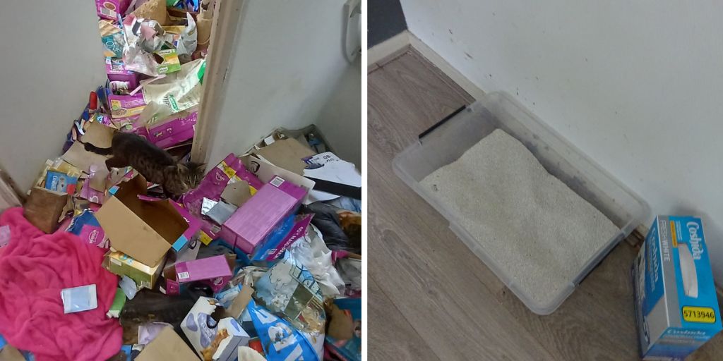 Zoek de verschillen.

Op deze smerige bovenverdieping vier katten en nestje kittens aangetroffen. I.o.v. <a href="/RVO_Nederland/">Rijksdienst voor Ondernemend Nederland</a>  bestuursrecht aangezegd: direct schoonmaken, anders volgen sancties. Binnen een dag waren kamers brandschoon. Over een maand hercontrole.   

#katten 👍