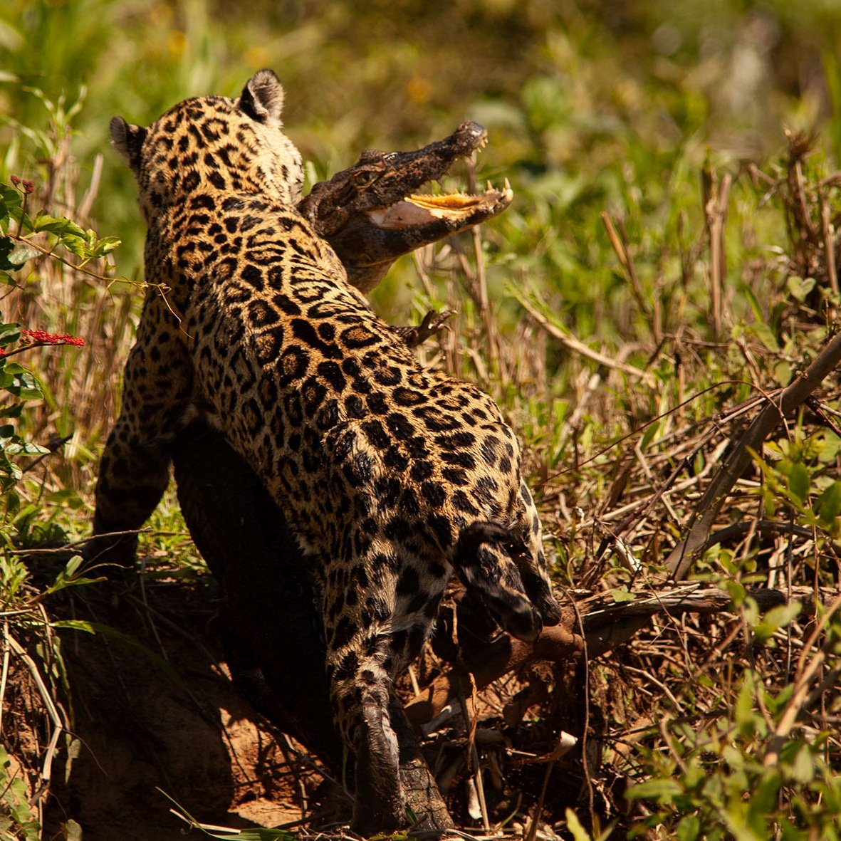 GM!!!!
Yesterday amazing caimán killing at brazilian Pantanal. #nft #NFTs #NFTCommunity #Jaguars #wildlife #nature #wildlifephotography #brazil #jungle