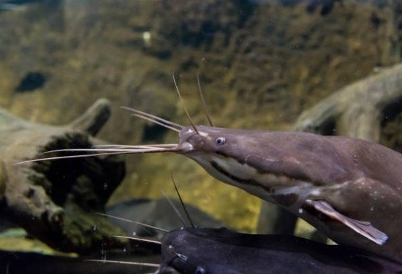 Turk. J. of Fish. & Aquat. Sci. tweet media