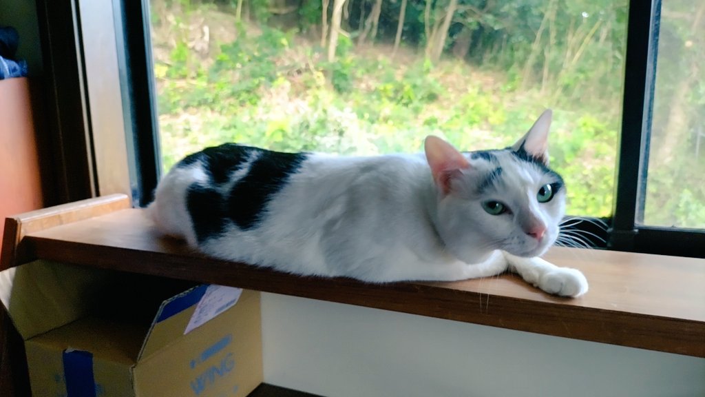 Sato_ust's tweet photo. 窓辺でのんびり
#猫 #猫好きさんと繋がりたい #猫がいる暮らし https://t.co/u9sNTWNVKd