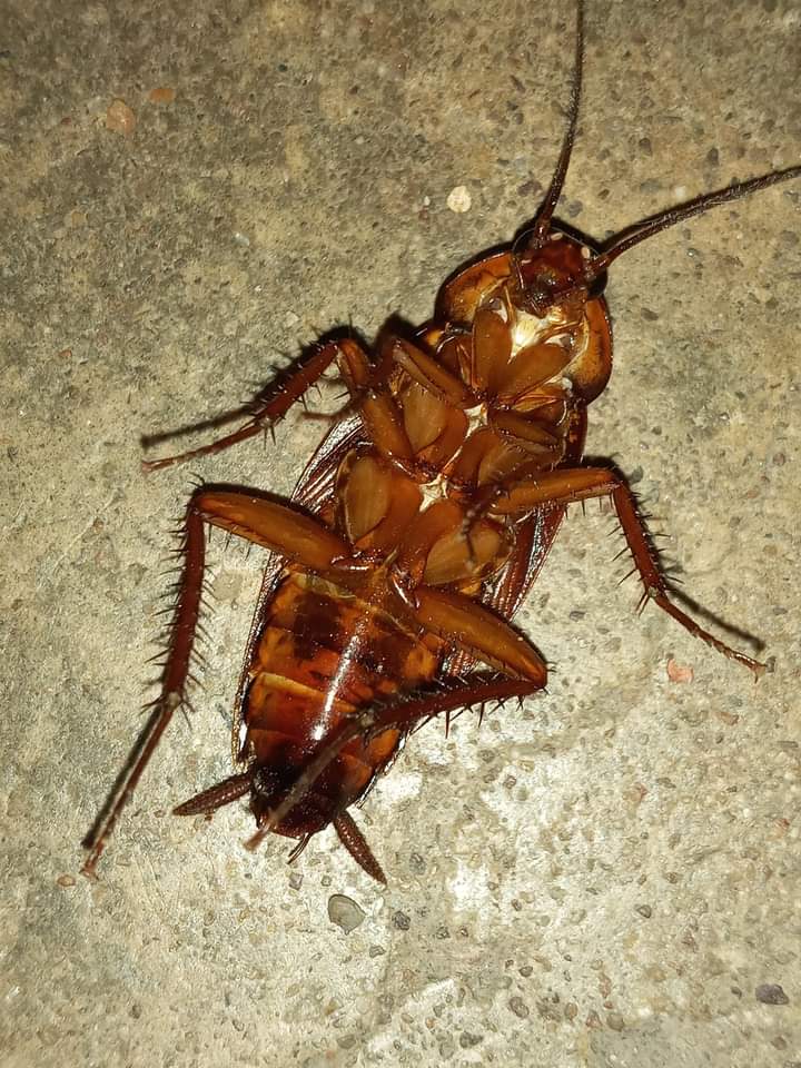 BlackSingapore2's tweet image. Kati ya mende na nikki wa pili yupi bora? Naimani hamtaniangusha, 
Retweet mende, like nikki wa pili