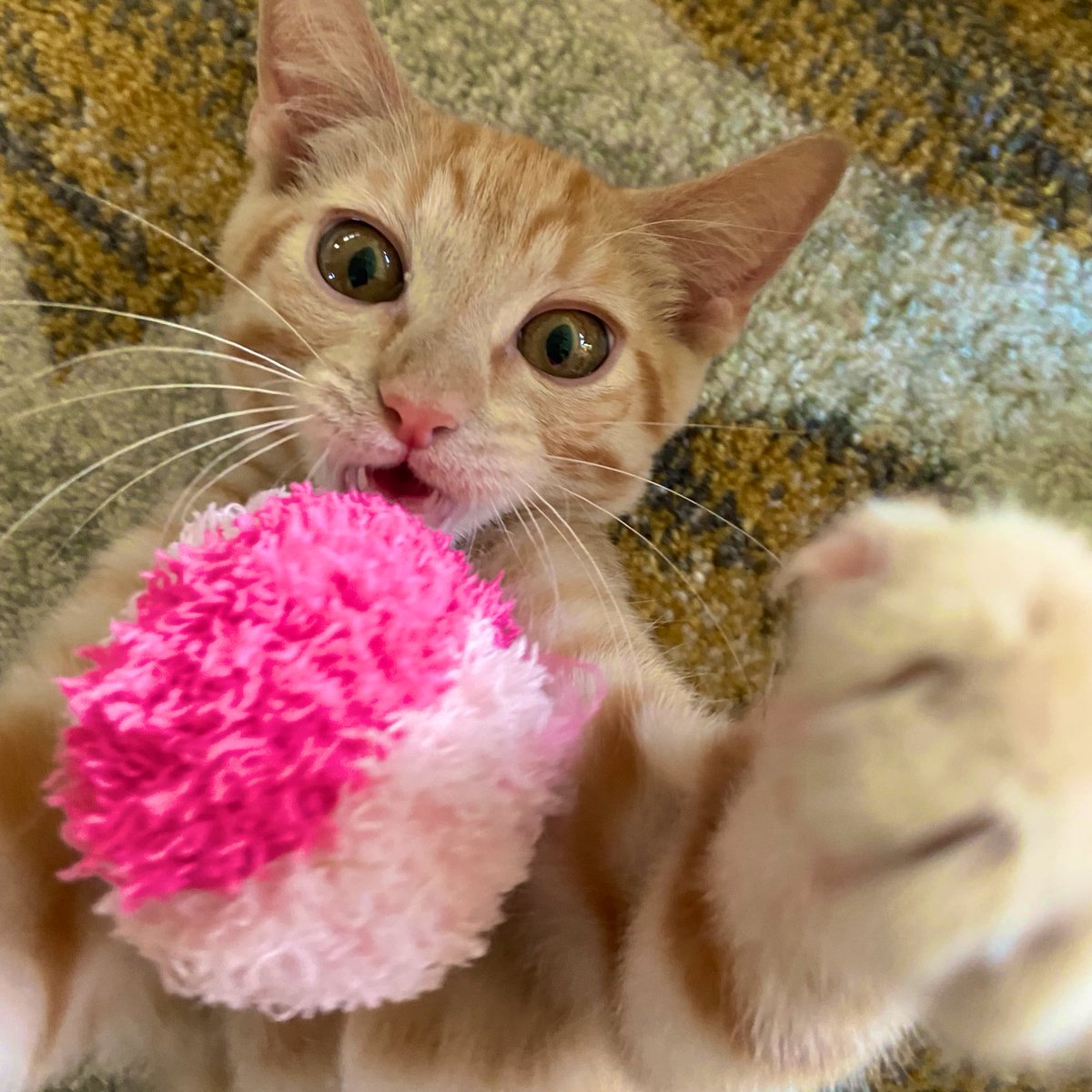 Ball or mom? Ball or mom? Which do I grab? #SoManyChoices #Otto #kittens #CatsOfTwitter #TGIF