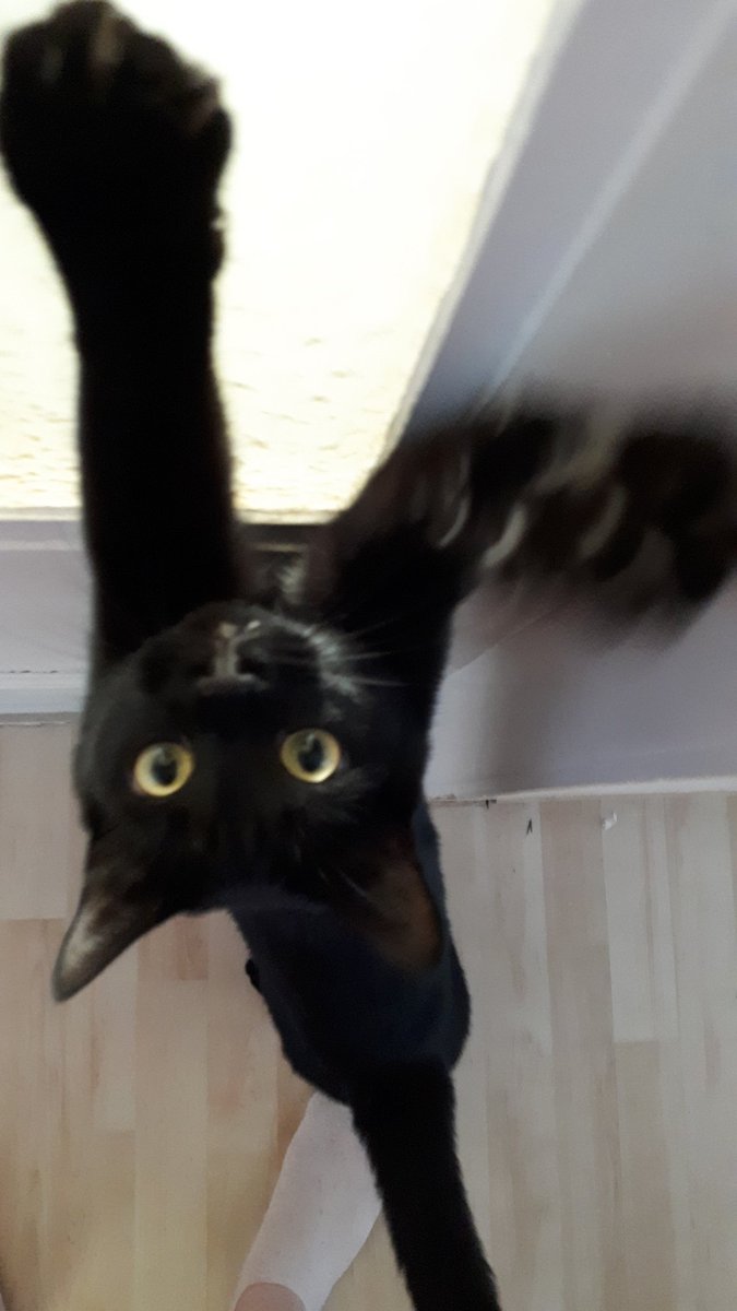 Reishockey's tweet photo. Nobody asked, but I feel like showing people my favorite photos of my cats. 
This is Pumpkin. He loves food more than anything else in the world and he *will* scream at you to get it. https://t.co/h6a3NyFrne