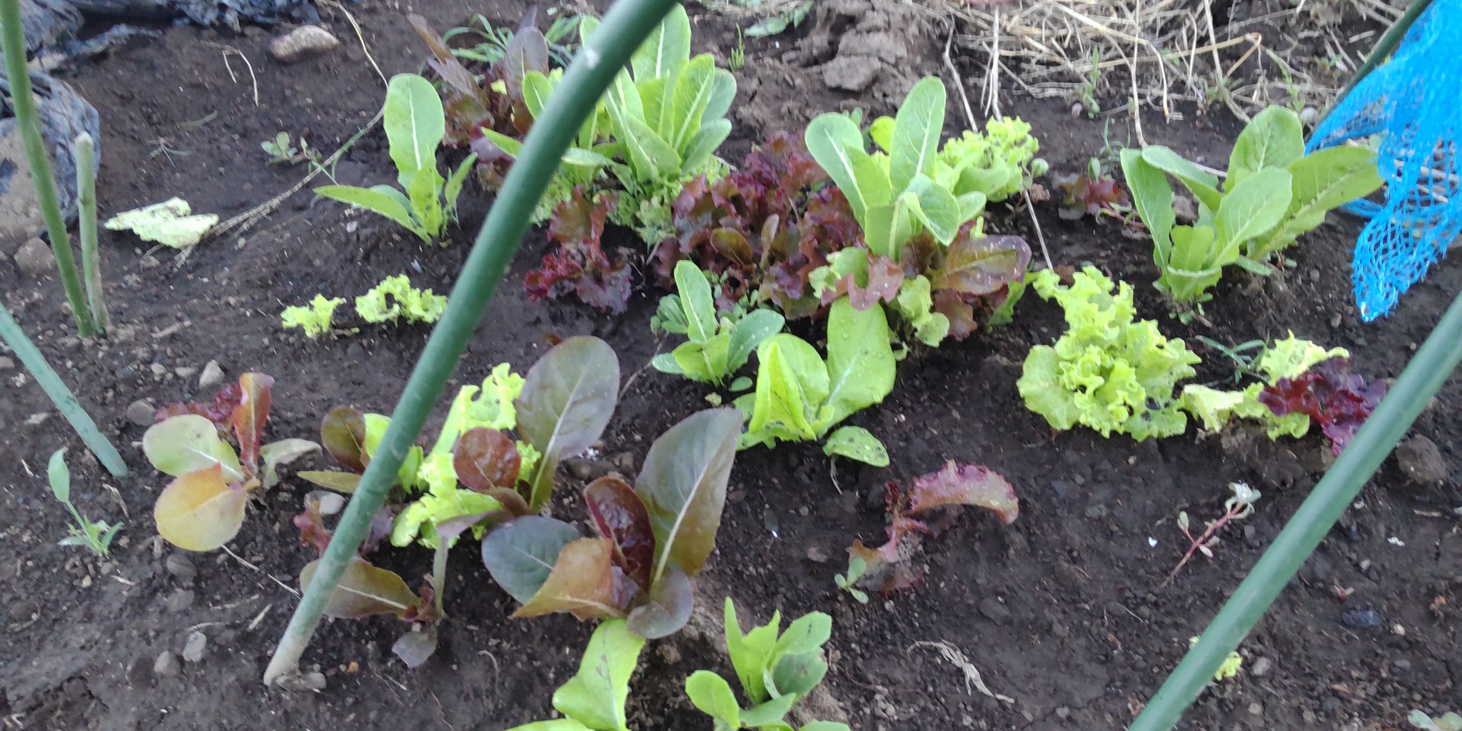 北原尚 畑で唯一メロンらしい見た目 頑張って残して甘くなるの待ってる 夏野菜は枯れだし人参の芽が出始めた もうキュウリとナスは食べ飽きたー 家庭菜園 メロン栽培 T Co Ho5d7ddxx8 Twitter