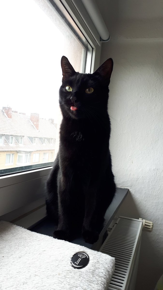Reishockey's tweet photo. Nobody asked, but I feel like showing people my favorite photos of my cats. 
This is Pumpkin. He loves food more than anything else in the world and he *will* scream at you to get it. https://t.co/h6a3NyFrne
