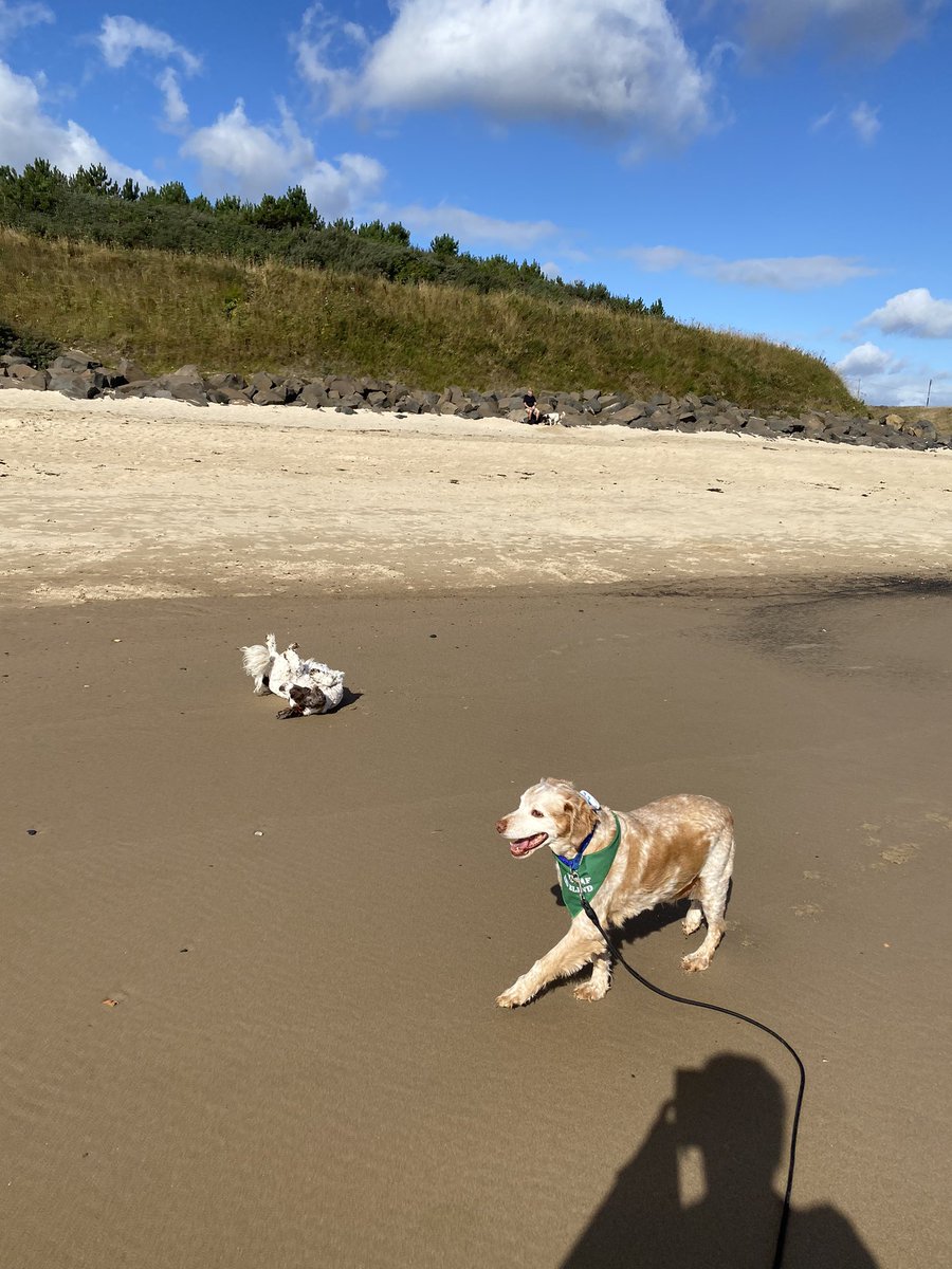SpanielsSuper's tweet photo. Back to Cambois for high tide.
It was wonderful.
Snoopy chased sticks.
Ronnie & Mo wandered, then Ronnie couldn’t smell Mo, so lay waiting for her to come back to him
I can’t smell her 🥺
Still can’t smell her😟
Still can’t…..
There she is! 😀
#FreeRangeRonnie #MosBestFriend https://t.co/nYZ3k3MS8a