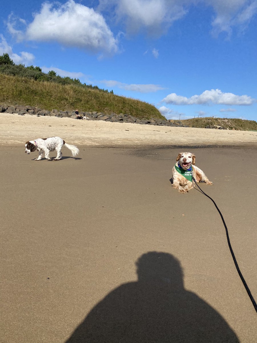 SpanielsSuper's tweet photo. Back to Cambois for high tide.
It was wonderful.
Snoopy chased sticks.
Ronnie & Mo wandered, then Ronnie couldn’t smell Mo, so lay waiting for her to come back to him
I can’t smell her 🥺
Still can’t smell her😟
Still can’t…..
There she is! 😀
#FreeRangeRonnie #MosBestFriend https://t.co/nYZ3k3MS8a