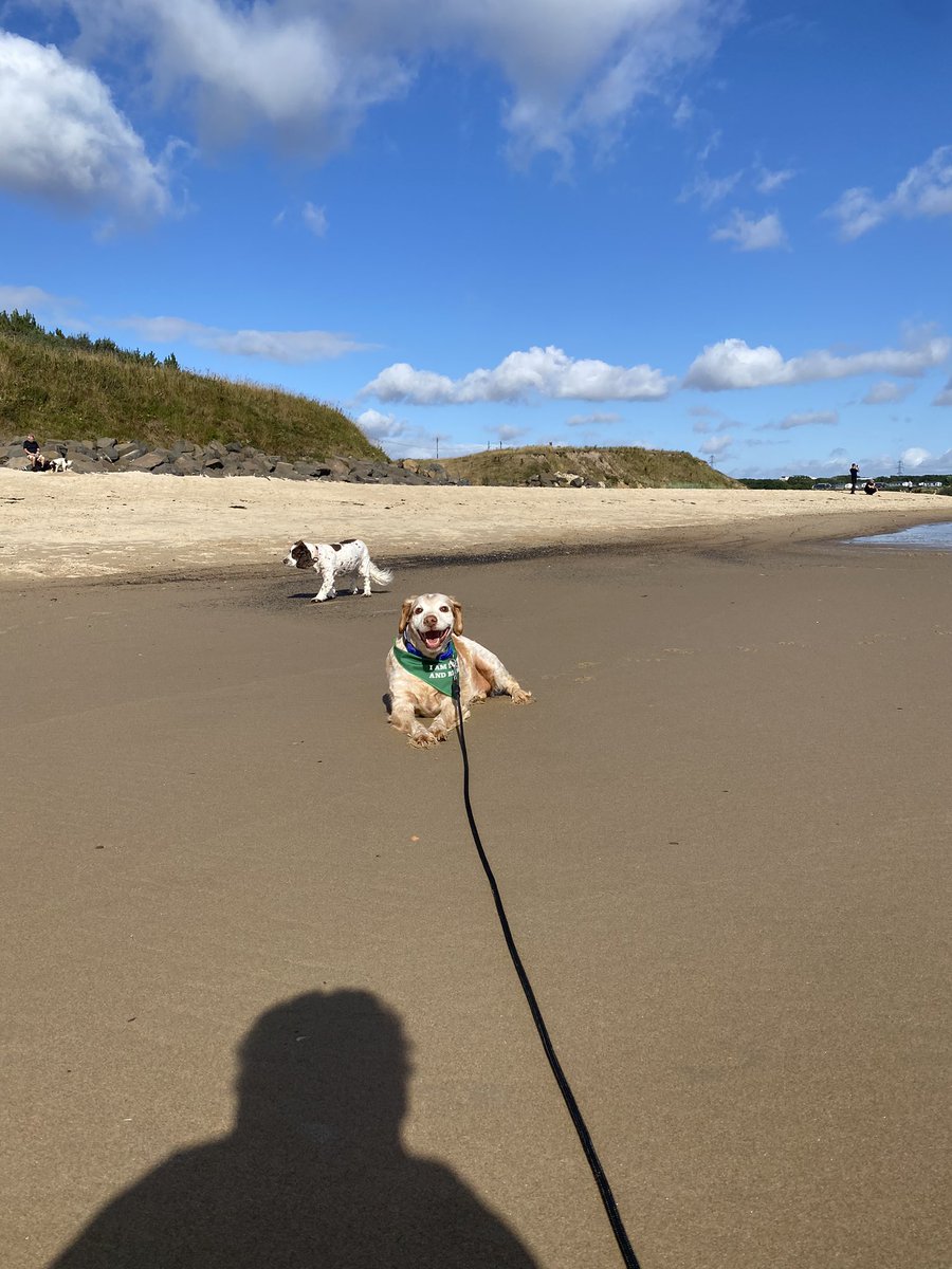 SpanielsSuper's tweet photo. Back to Cambois for high tide.
It was wonderful.
Snoopy chased sticks.
Ronnie & Mo wandered, then Ronnie couldn’t smell Mo, so lay waiting for her to come back to him
I can’t smell her 🥺
Still can’t smell her😟
Still can’t…..
There she is! 😀
#FreeRangeRonnie #MosBestFriend https://t.co/nYZ3k3MS8a