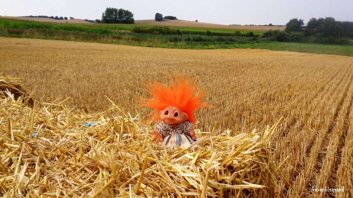 KarenBisgaard1's tweet photo. The wheat has been harvested.
#harvest2022 #summer2022 #damtrold #gjøltrold #farming https://t.co/2sLQlSd4g6