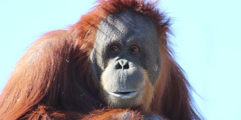 VJulesVerne's tweet photo. Today is #InternationalOrangutanDay. You can visit the Semengoh Orangutan Rehabilitation Centre in #sarawak on our Wild Borneo #tour to get a close look at how dedicated locals &amp; naturalists help to preserve, protect &amp; rehabilitate endangered orangutans. https://t.co/eyAfAdgm3b https://t.co/np2YdFvWO8