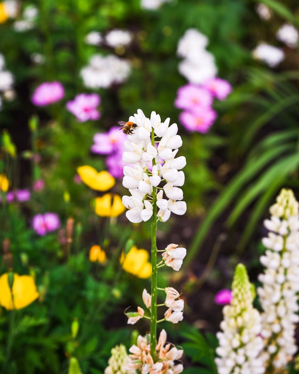 Last year we joined the rest of York in the #buzzaboutyork initiative by @theyorkbid to make the city bee-friendly with amazing floral displays and planters. Our gardener John has continued to make bumblebees feel welcome by planting pollen-filled plants and flowers.