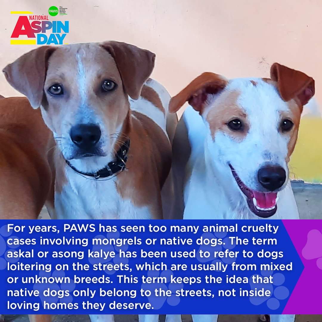 Alam n’yo ba na ang PAWS ang gumawa at unang gumamit ng salitang “aspin” para palitan salitang “askal”?

PAWS believes that detaching aspins from the word “kalye” can help the general public see their true worth and beauty, and ultimately fight discrimination against aspins.